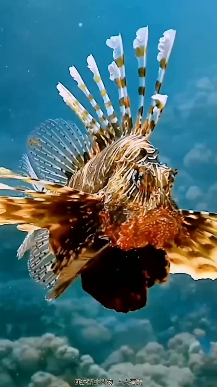 高清海底世界美与丑各种鱼类形态万千