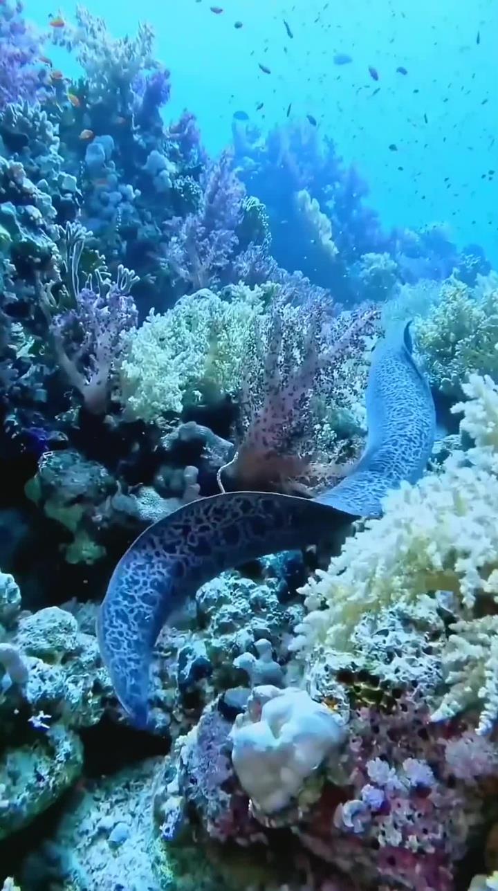 神奇的海底世界鱼类
