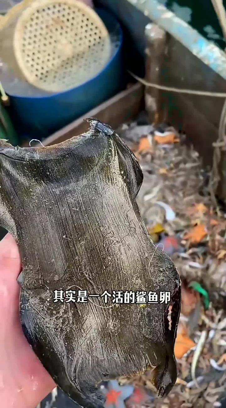 鲨鱼卵的螺旋设计原因解析