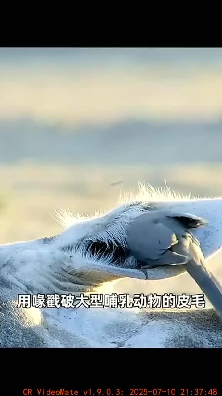 揭秘神秘生物的饮食习惯解析