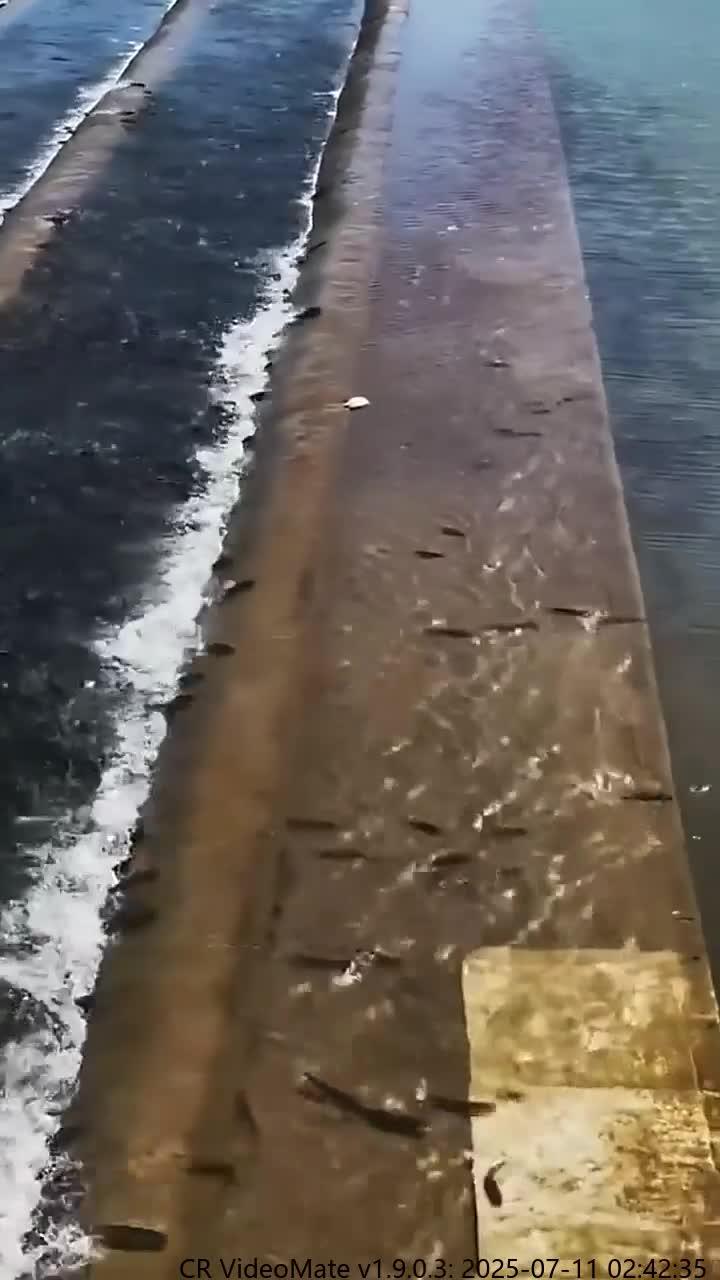 青海湖湟鱼壮观洄游景象