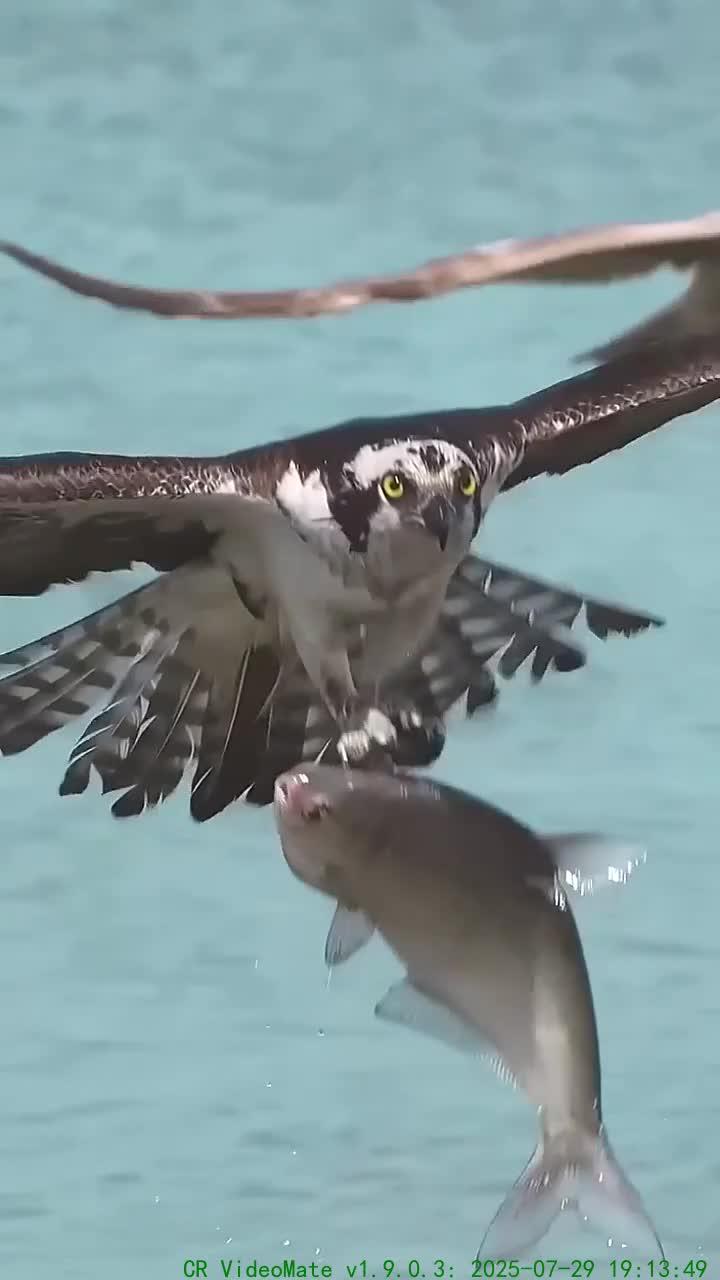 食鱼成性的鱼鹰放弃空中优势专注水下捕食