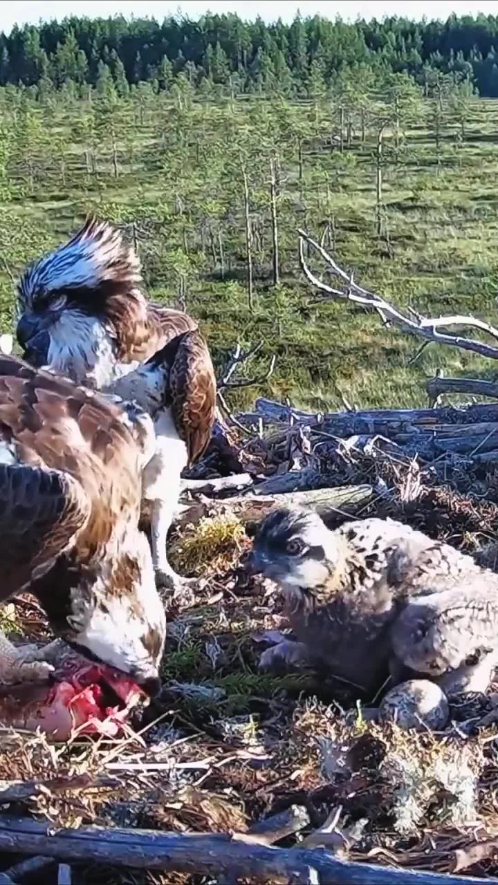 鱼鹰幼鸟大口吃饭