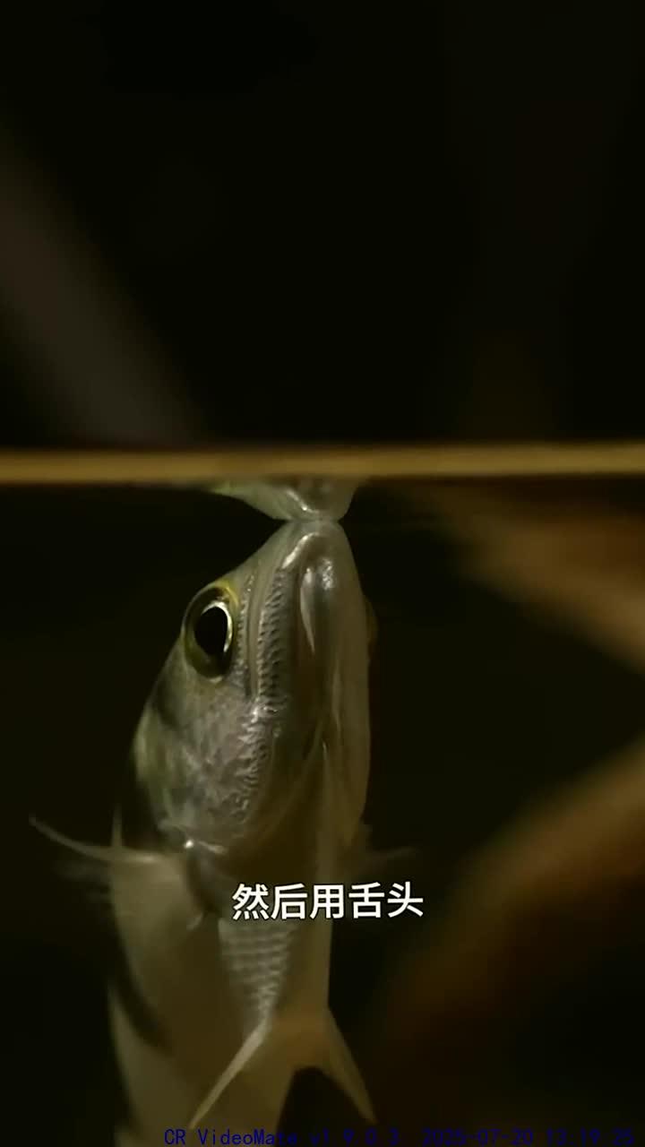 射水鱼喷射技巧与捕猎方法的深入探讨