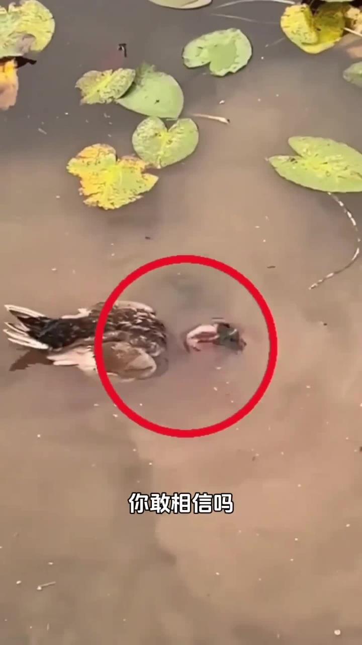 鸭子池塘遭遇突袭,紧急时刻惊险逃生