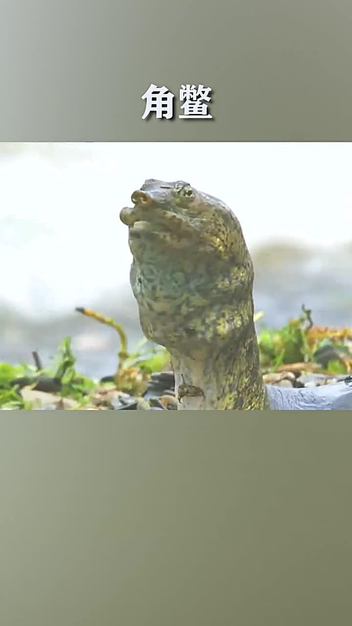 美国大甲鱼角鳖