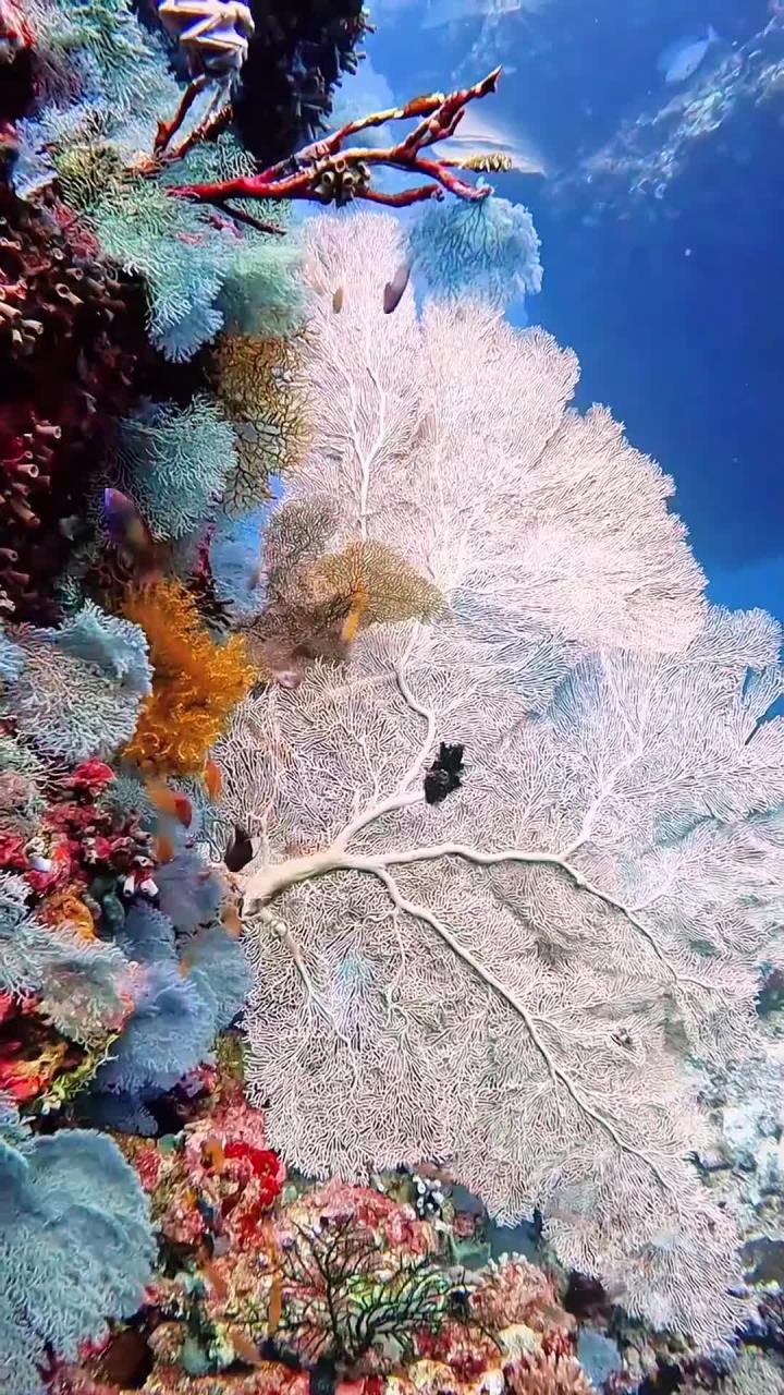 海底世界五彩斑斓,鱼儿自由畅游展现生命之美