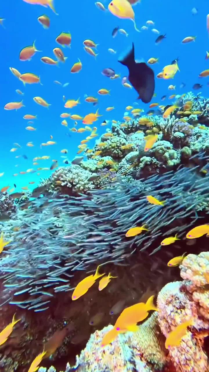 热带珊瑚礁的海底世界,五彩缤纷的海洋鱼群