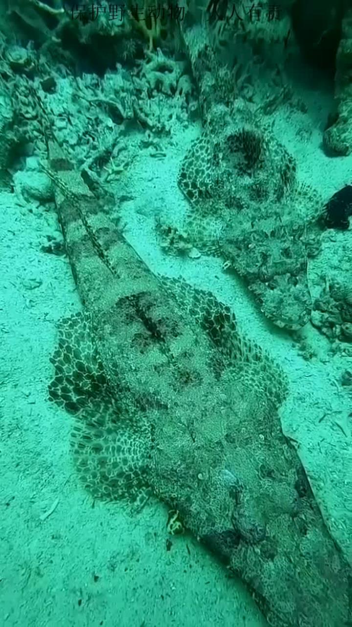 鳄鱼进入海洋了吗