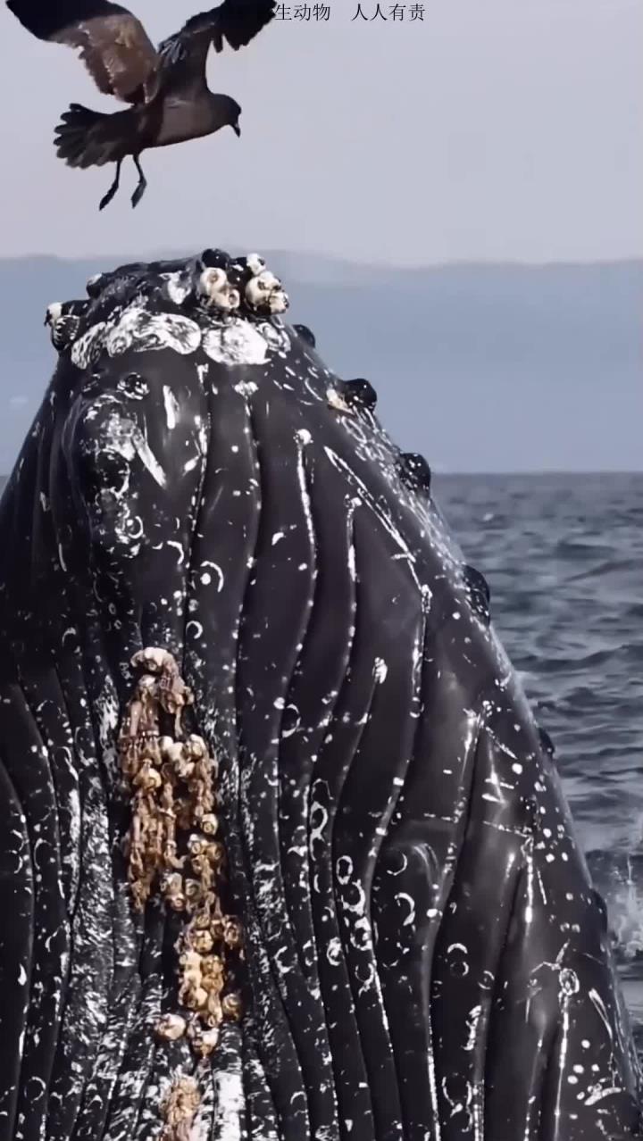 座头鲸下巴的藤壶