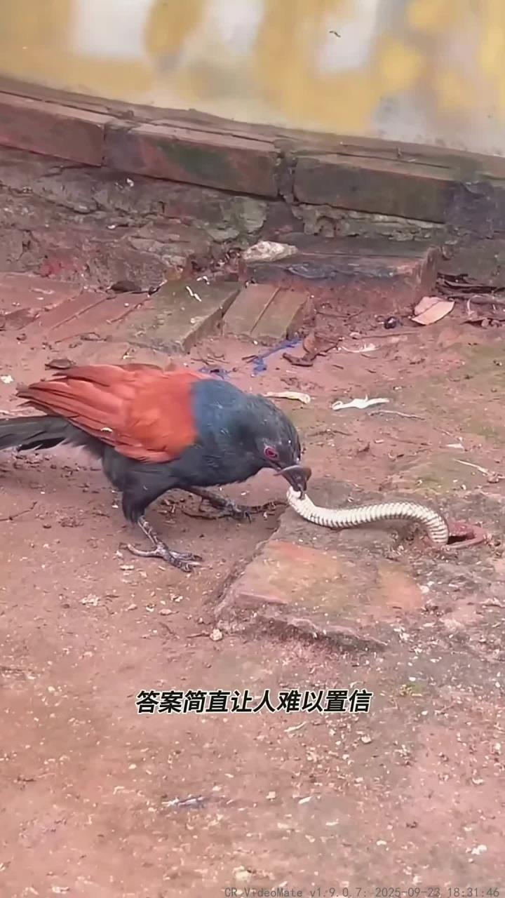 红毛鸡与毒蛇之间的不可思议关系