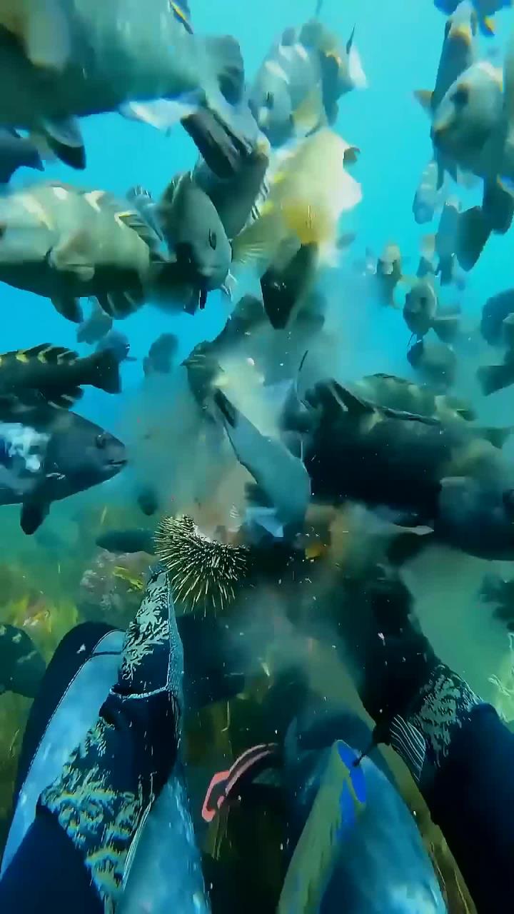 海底世界的奇妙鱼类多样性展示