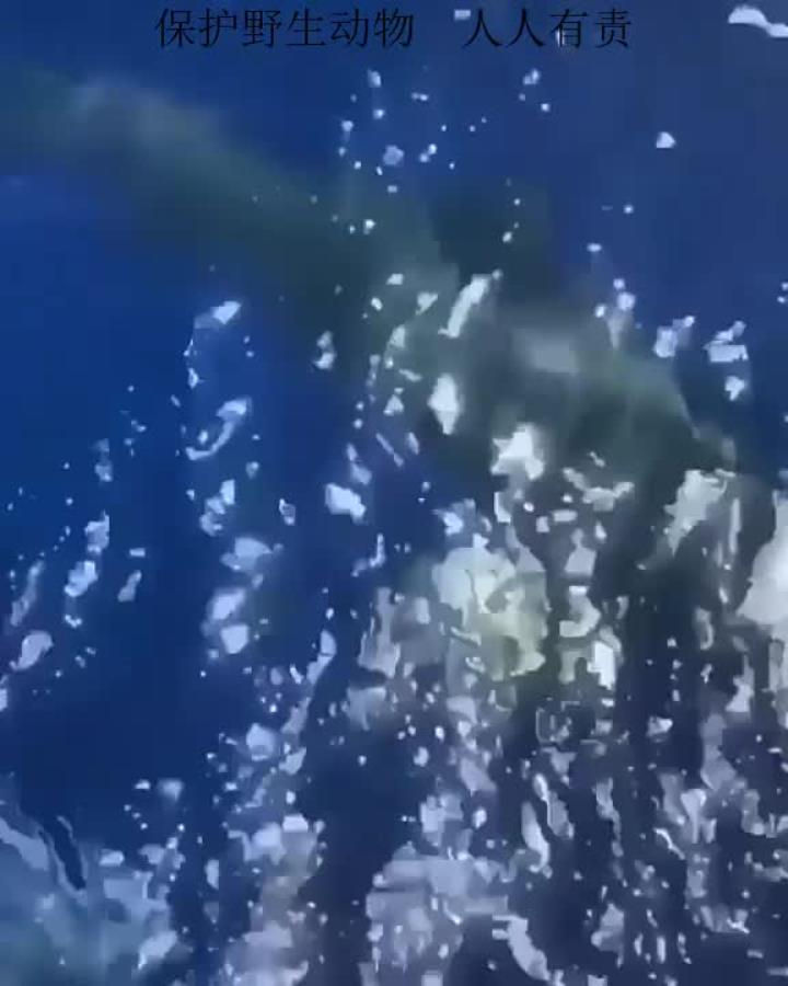 颠覆你的认知,鲨鱼可以这样与人类互动