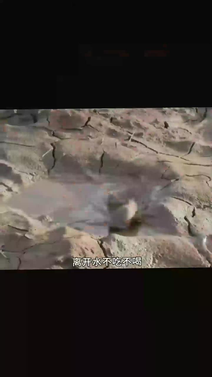 非洲肺鱼,不吃不喝没有水还能活个三五年!