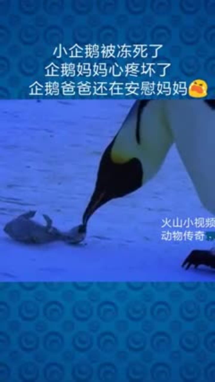 企鹅父母对冻僵孩子的深情安慰，让人心碎又感动