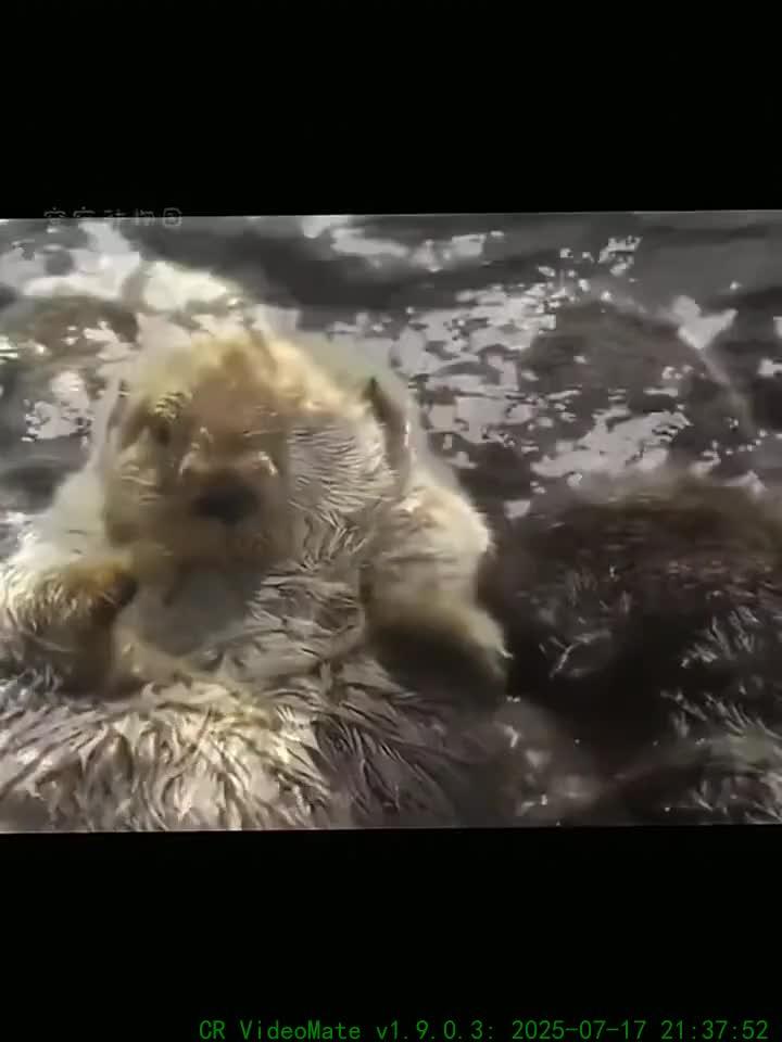 可爱的海洋生物