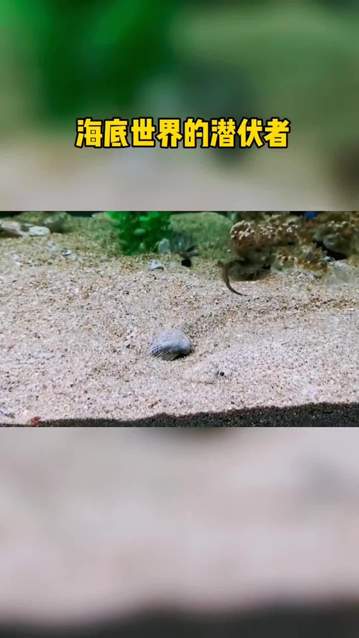 沙里趴子鱼的惊人技能，海底世界的隐形霸主