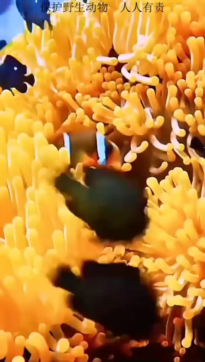 海底世界小丑鱼水下摄影