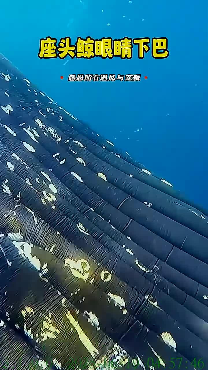 近距离欣赏座头鲸的眼睛与下巴特征