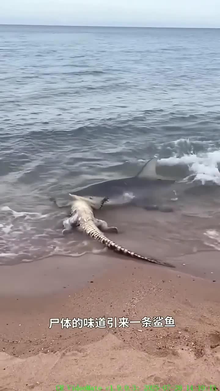 鲨鱼将鳄鱼尸体拖入水中进行捕食