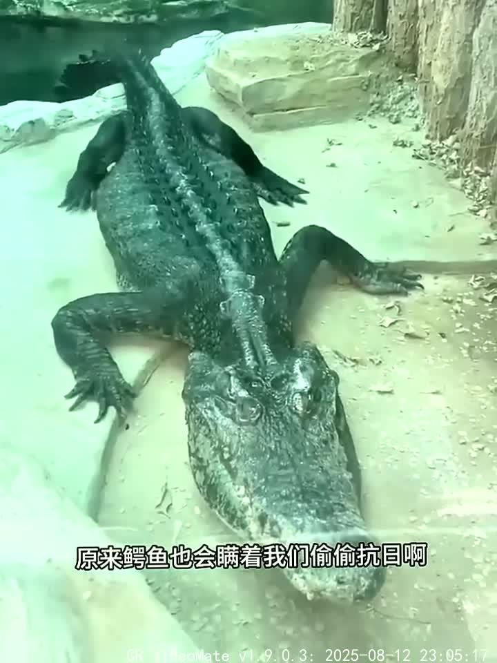 体型巨大的湾鳄能在海洋中生存的咸水鳄