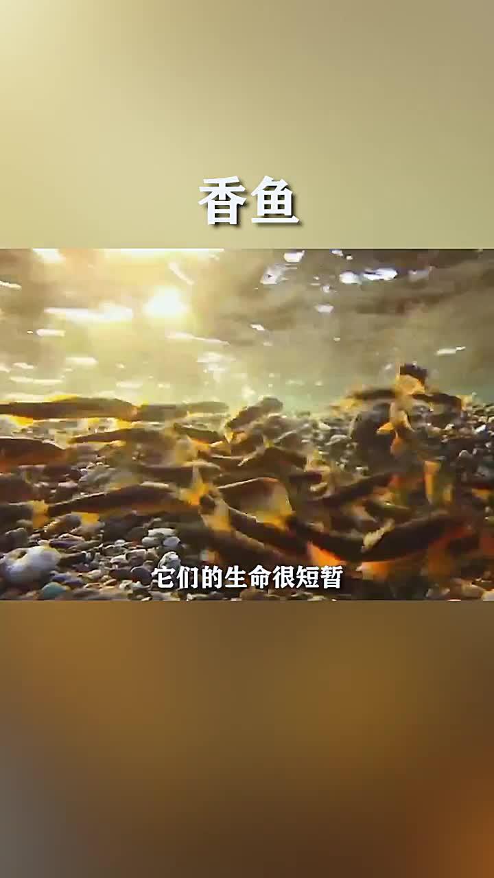 香鱼也叫年鱼,有香味,一年生。味美肉鲜,淡水鱼中的王者