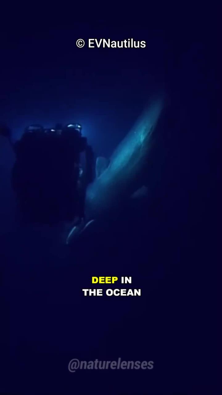深海噩梦中的龙鱼揭秘