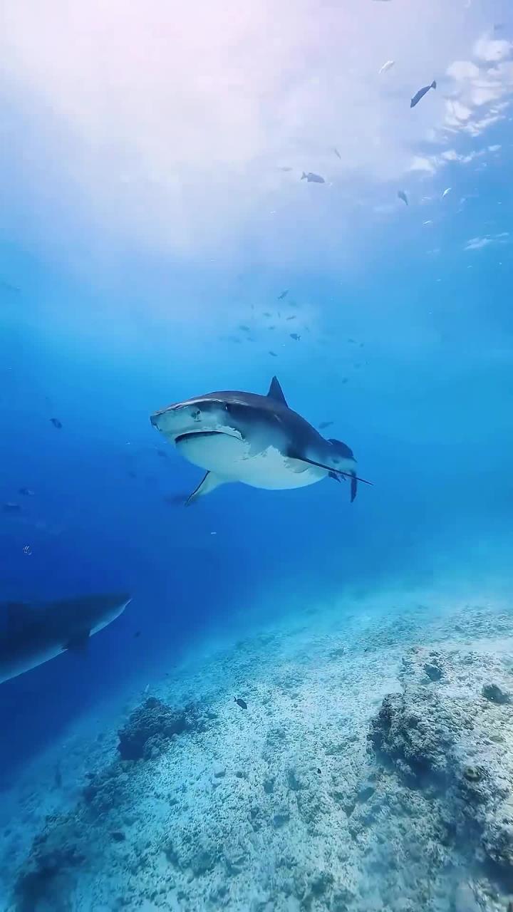 海洋鱼群奇幻舞蹈,探索大海的神秘之美