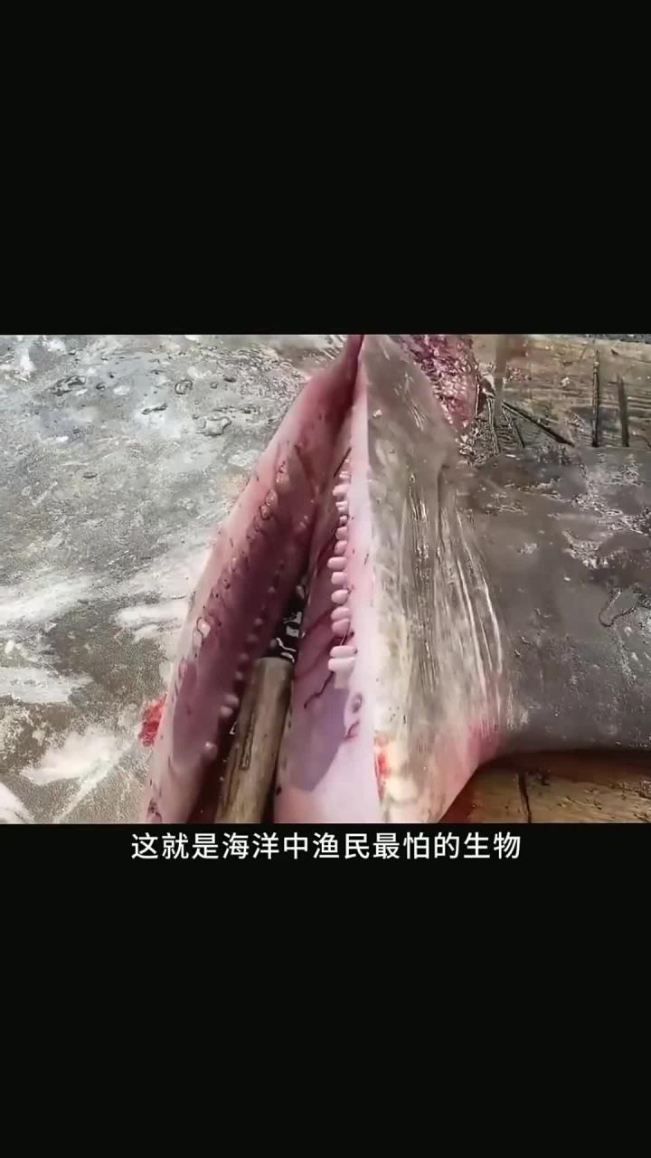渔民都怕的翻车鱼,是海陆空三傻中的大傻!