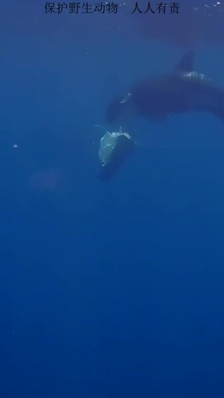 虎鲸捕食翻车鱼的独特掏空吃法