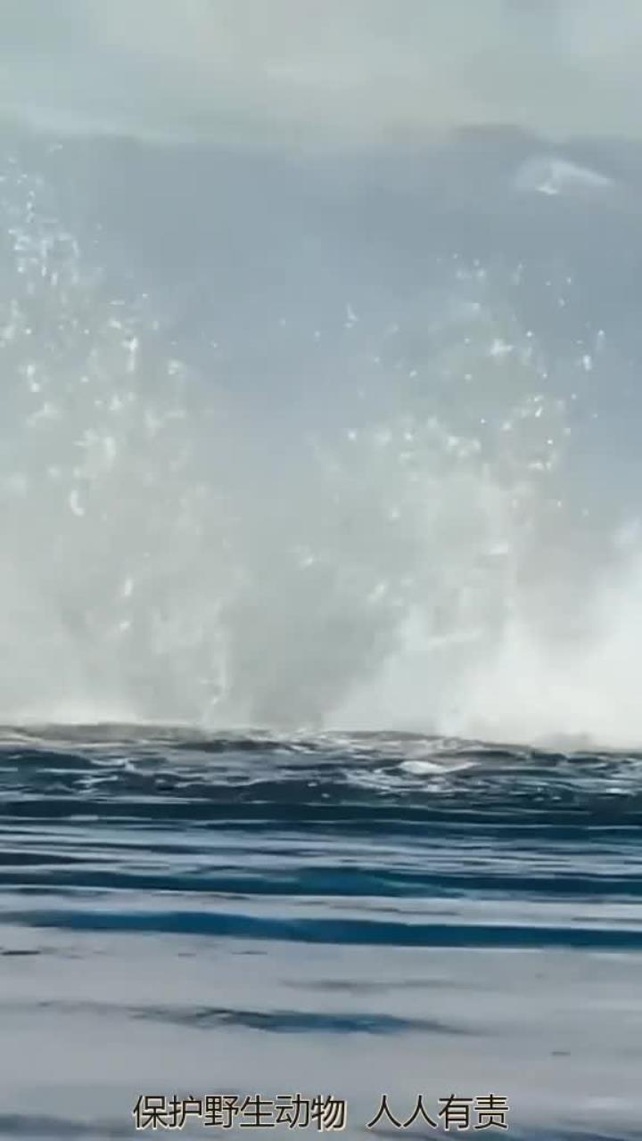 震撼鲸鱼的强力尾巴展示