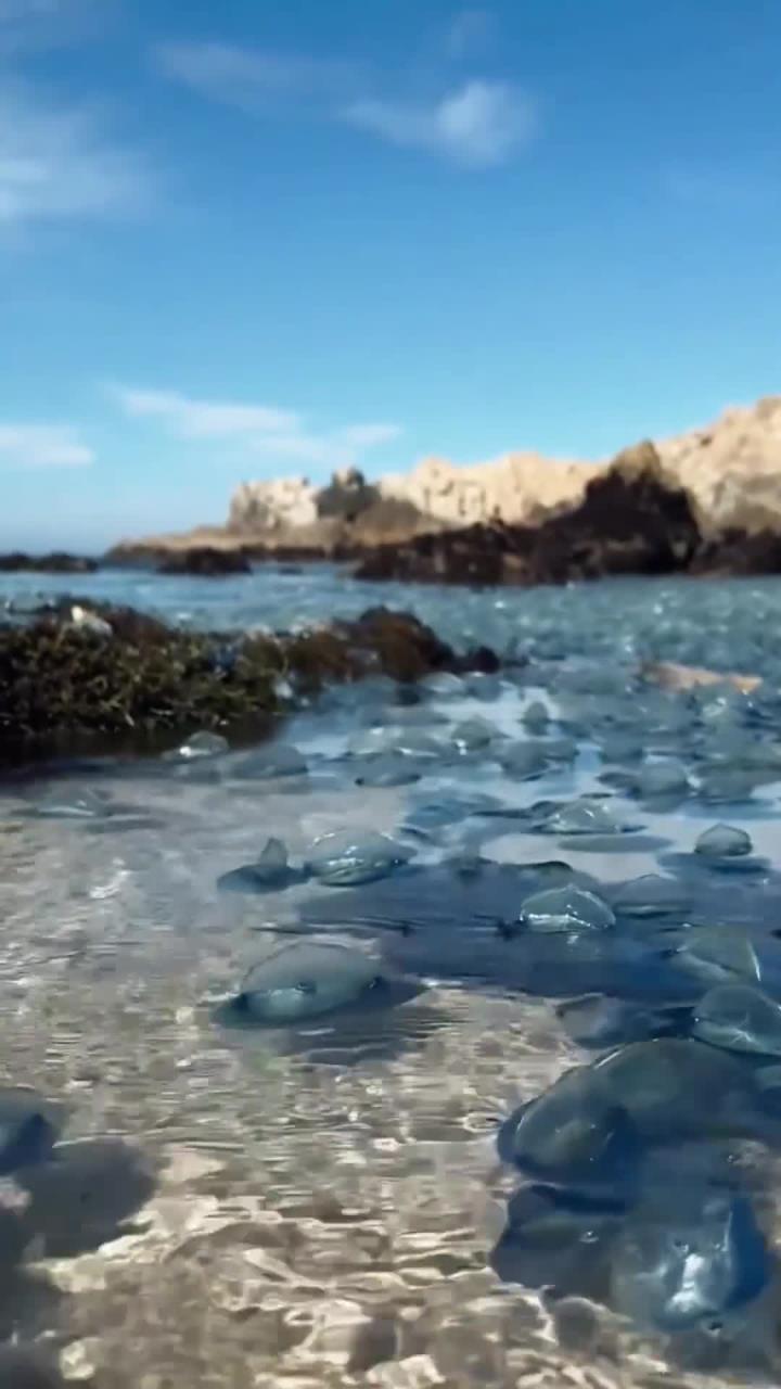 慈鲷鱼:美丽多变的热带淡水鱼与水族箱中的活力之选