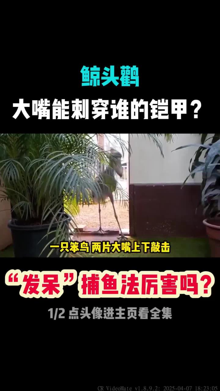 鲸头鹳大嘴“发呆”捕猎,竟挑战鳄鱼,惊险捕鱼技巧曝光!