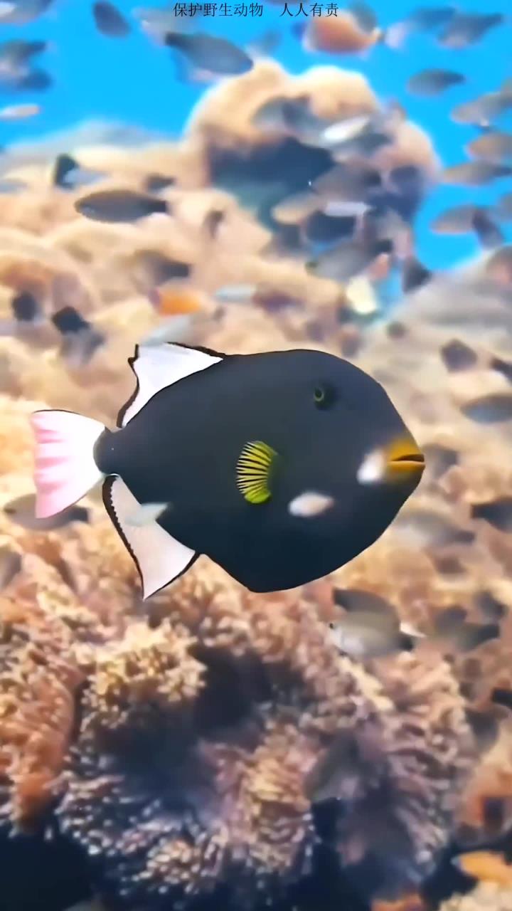 海底五彩小鱼自由穿行在随波荡漾的斑斓珊瑚丛林中