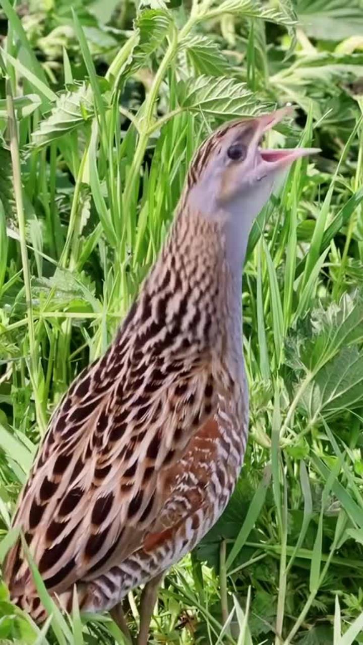 普通秧鸡的叫声是什么样的？