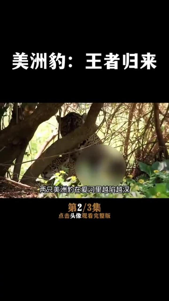 美洲豹潜入水中捕捉鳄鱼的精彩景象
