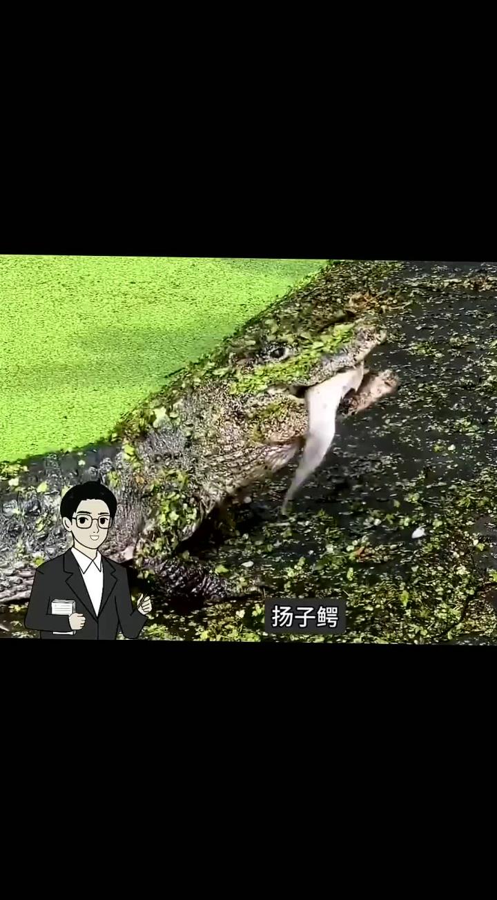 鳄鱼家族的小可爱,扬子鳄为啥没有灭绝?