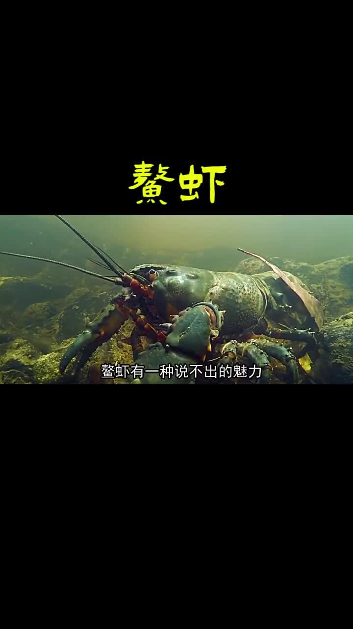 淡水鳌虾有一种说不出来的魅力