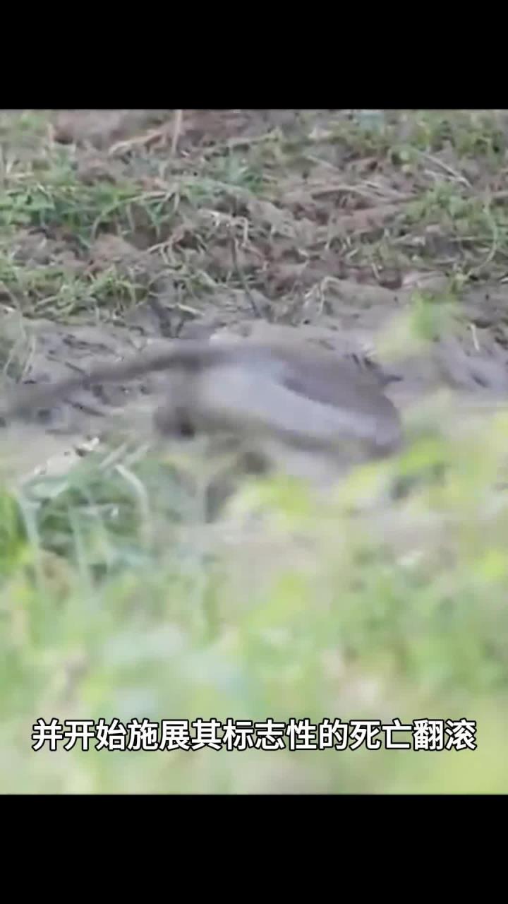 猴哥岸边喝水遭鳄鱼咬住手臂上演生死一刻