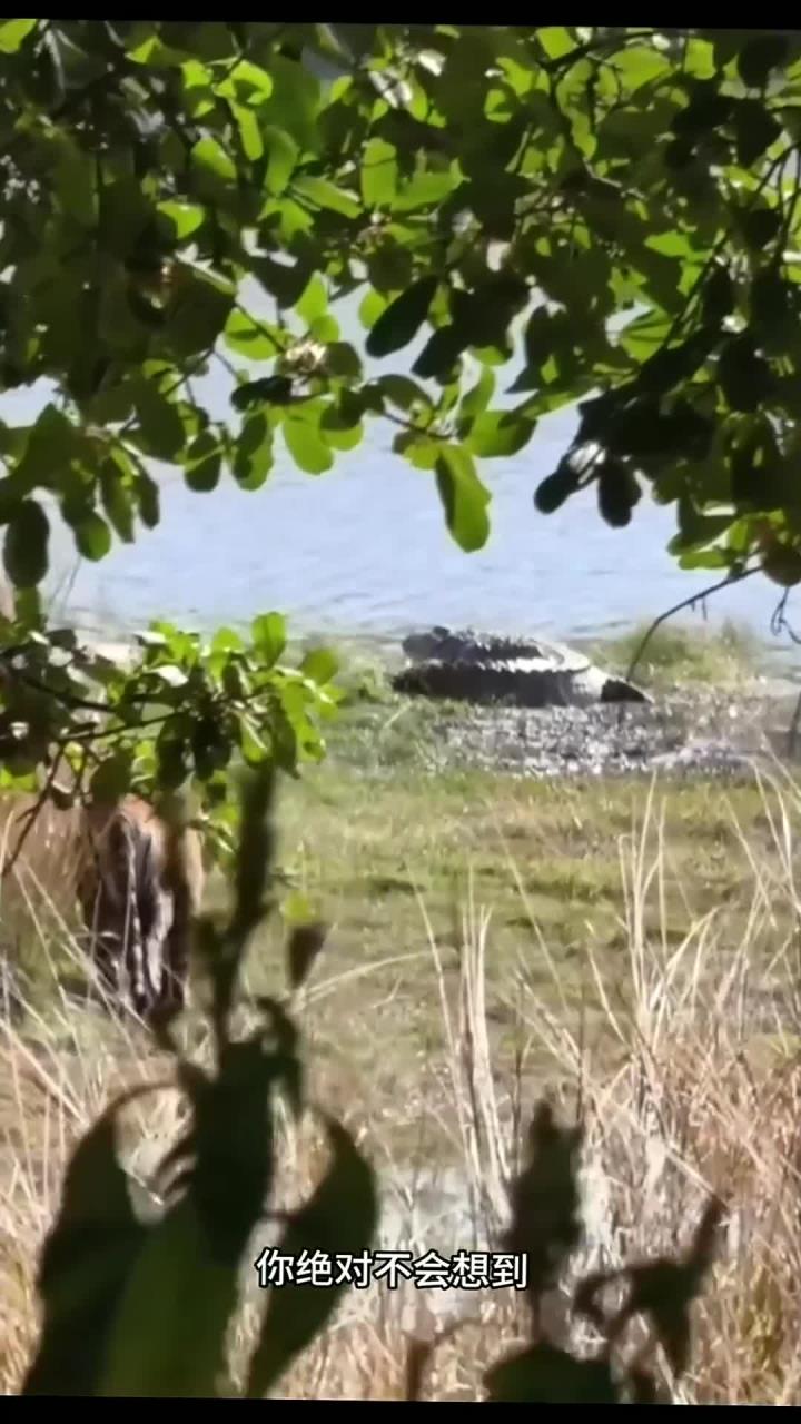老虎偷袭鳄鱼的精彩瞬间