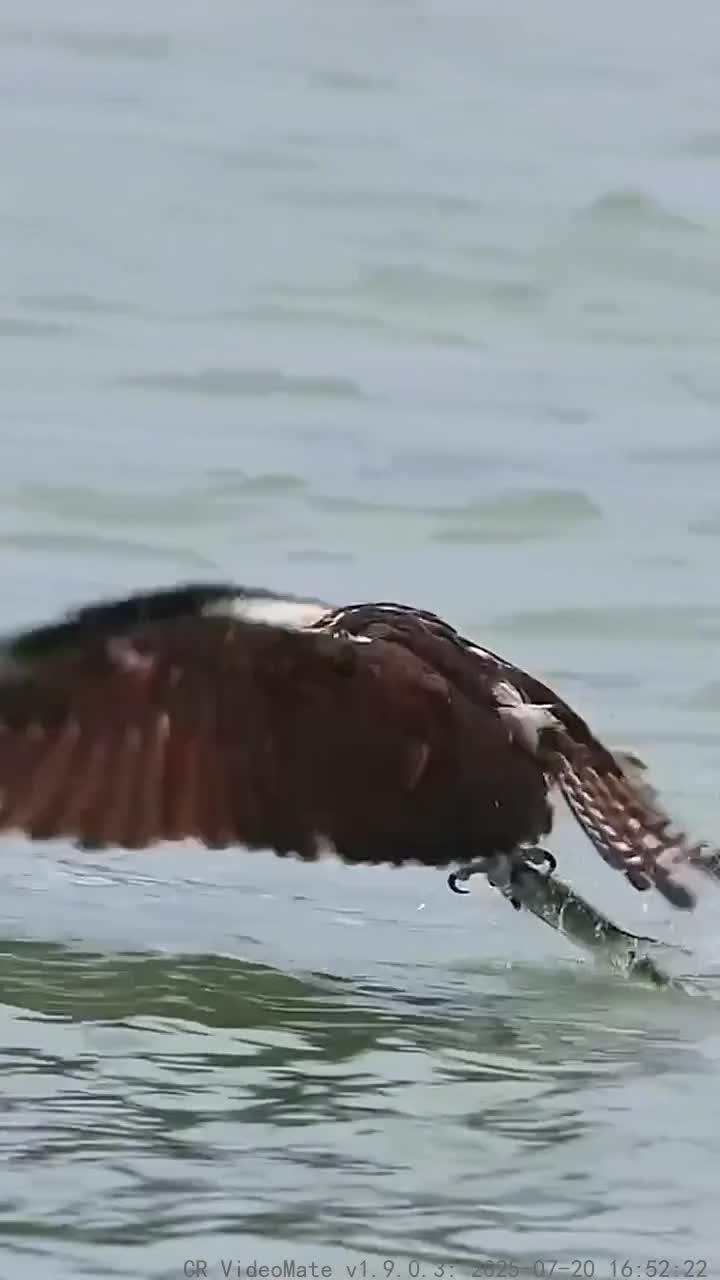 鱼鹰也有犯错的时候