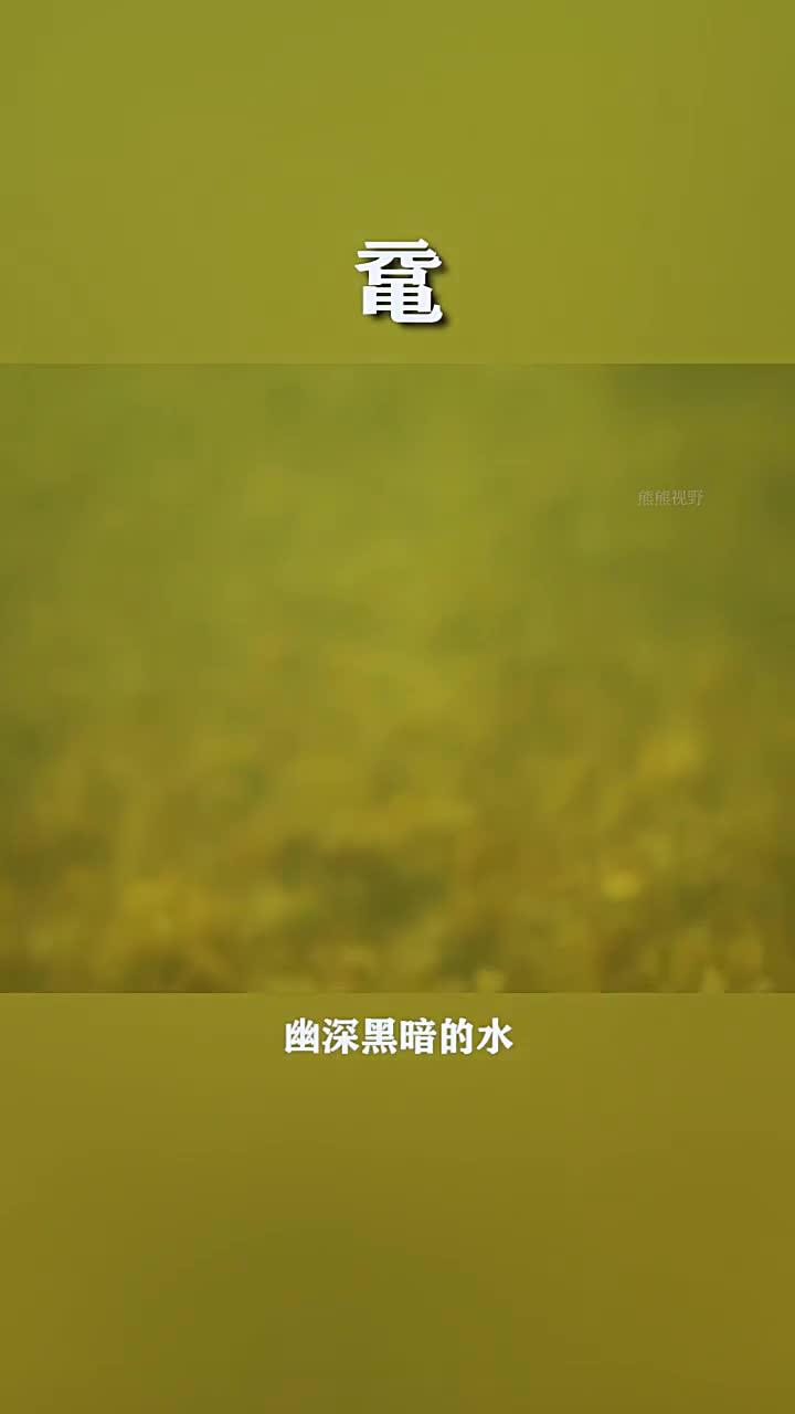 “揭开国家一级保护动物鼋的神秘面纱,最大甲鱼惊现!”