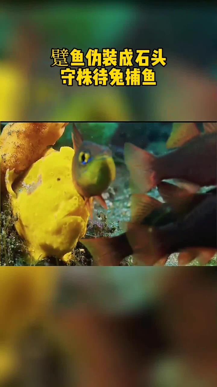 一条躄鱼发现鱼群,蹑手蹑脚靠近,然后伪装成彩色石头守株待兔迅疾出手_1