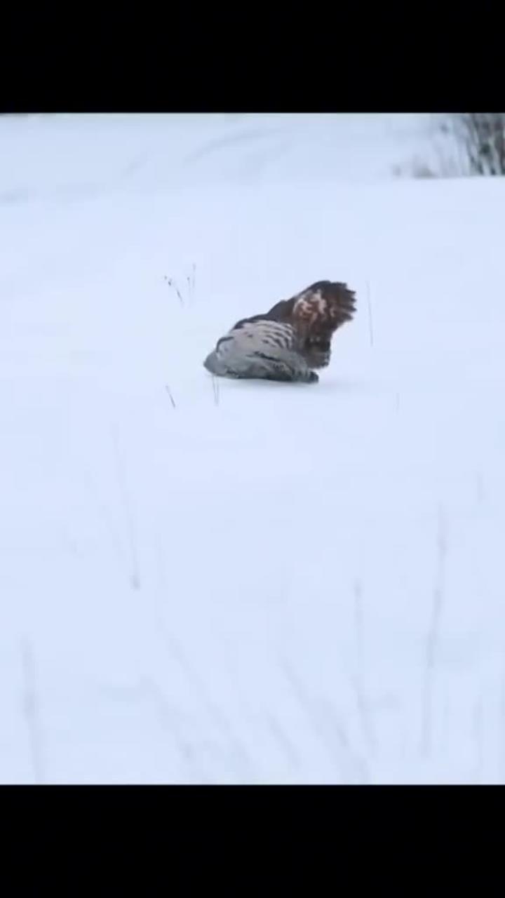 狩猎启程,缺乏精湛技能难以成功_1