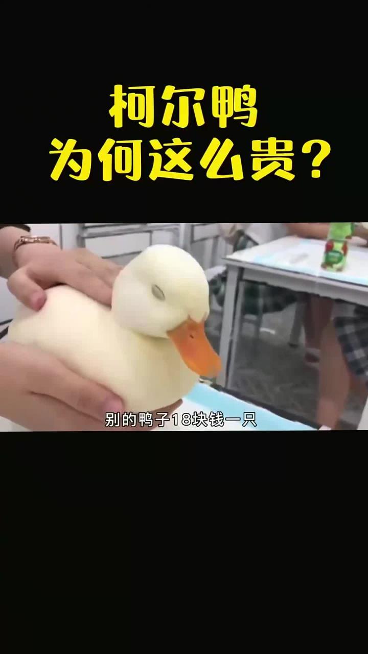 同样是鸭子,为何柯尔鸭能卖到上万元一只?