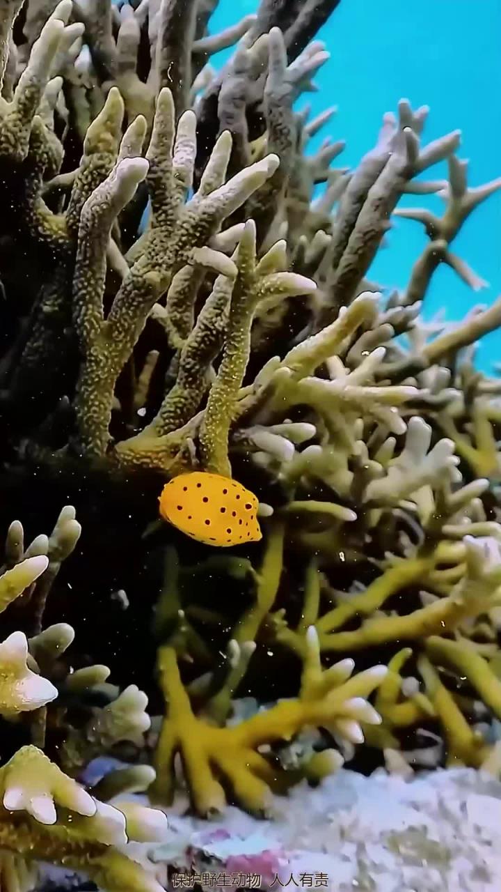 探索神秘的蓝色海洋世界,与绚丽的珊瑚鱼亲密接触