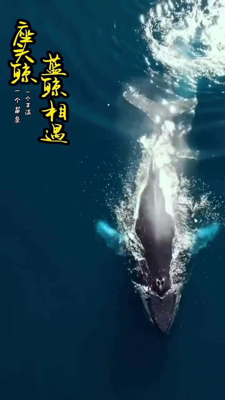 座头鲸浮出水面恰与蓝鲸相遇瞬间