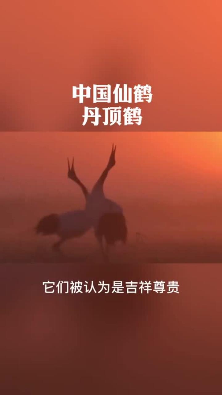 中国仙鹤种群恢复 象征吉祥与长寿的文化符号