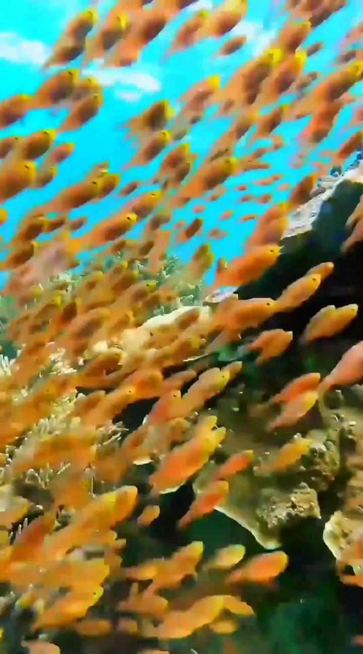 浪漫太平洋的鱼群