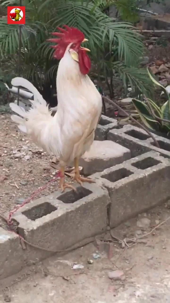 鸡鸣清晨合集,让你感受大自然的呼唤